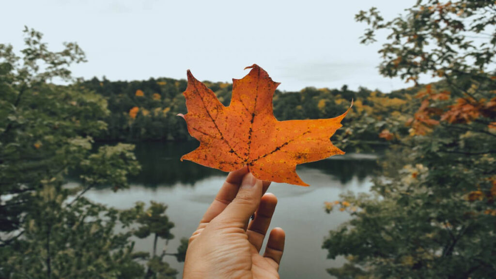 How Can Biophilia Help Us in Our Daily Lives - Association of Nature & Forest Therapy