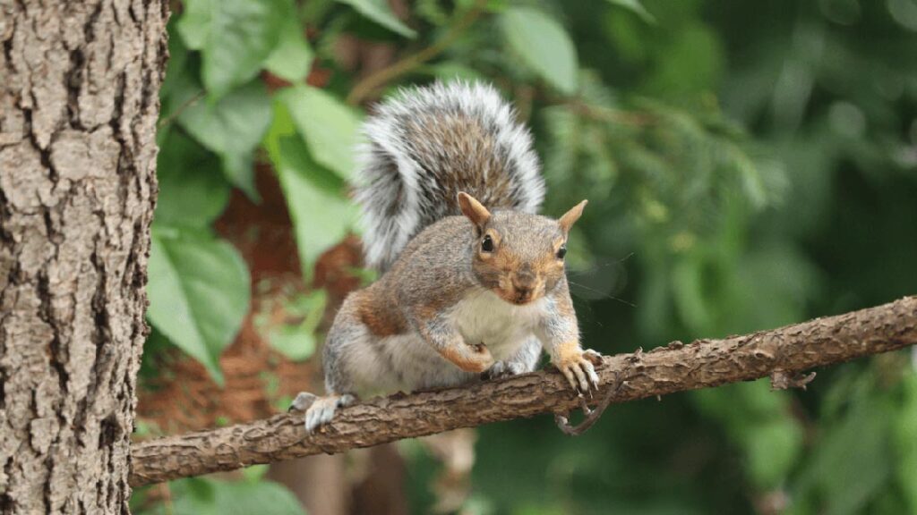Do You Speak Squirrel A Lesson on Untaming 0 - Association of Nature & Forest Therapy