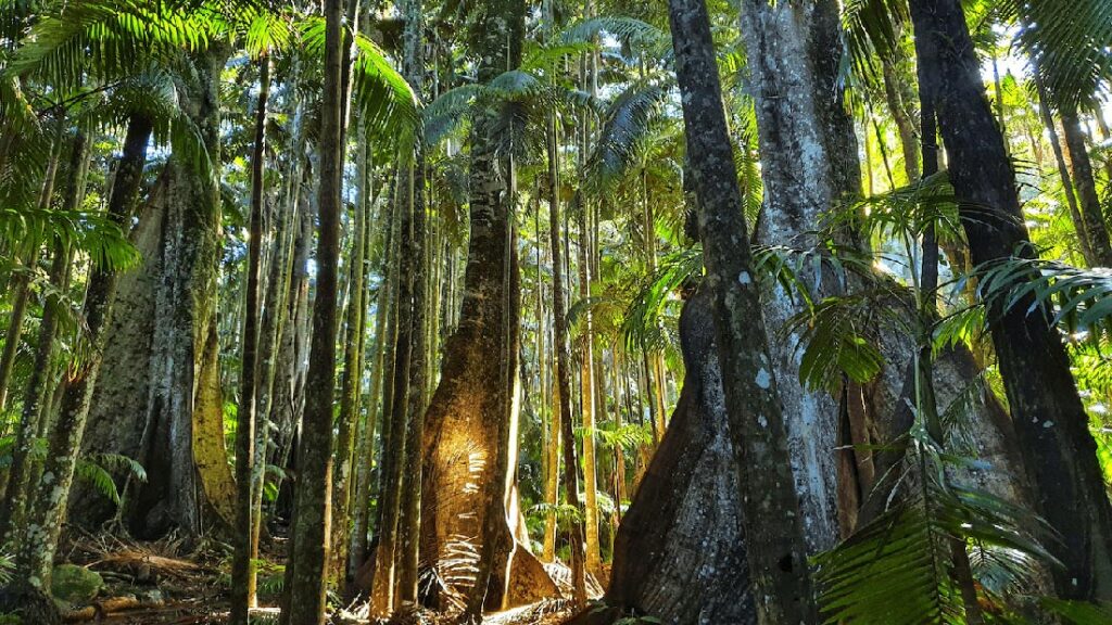 How Forest Therapy Is Growing More Connected Workplaces 0 - Association of Nature & Forest Therapy