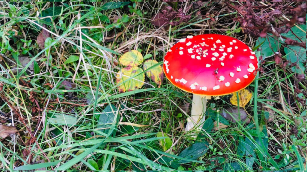 The Mushroom MBA an invitation to what organizations can learn from mycelium 0 - Association of Nature & Forest Therapy