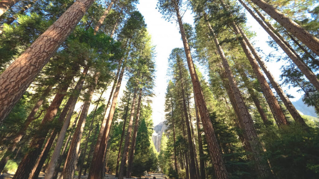 A Jungian Approach to Reconnect with Nature and Encourage Nature Activism - Association of Nature & Forest Therapy