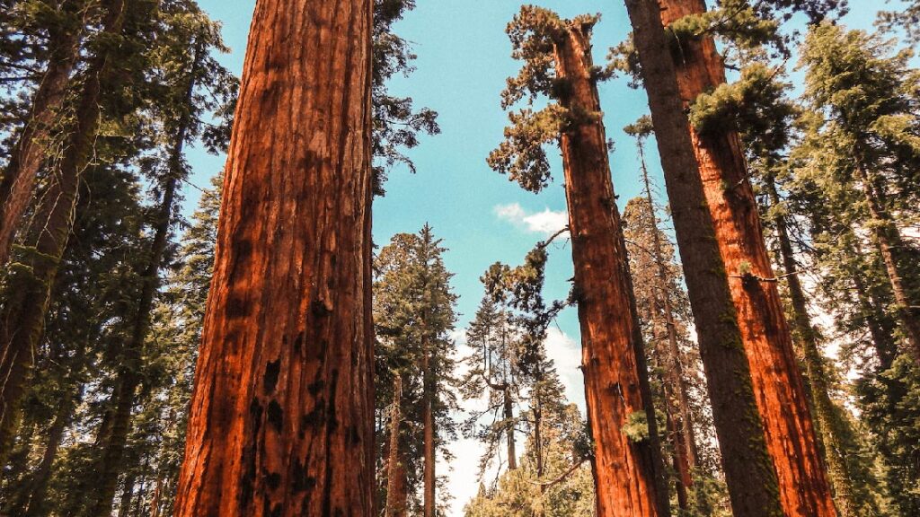 Every Life is a Prayer Lessons from The Mother Tree - Association of Nature & Forest Therapy