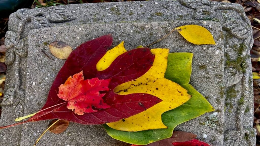 Forest Therapy rsquo s Bountiful Harvest - Association of Nature & Forest Therapy