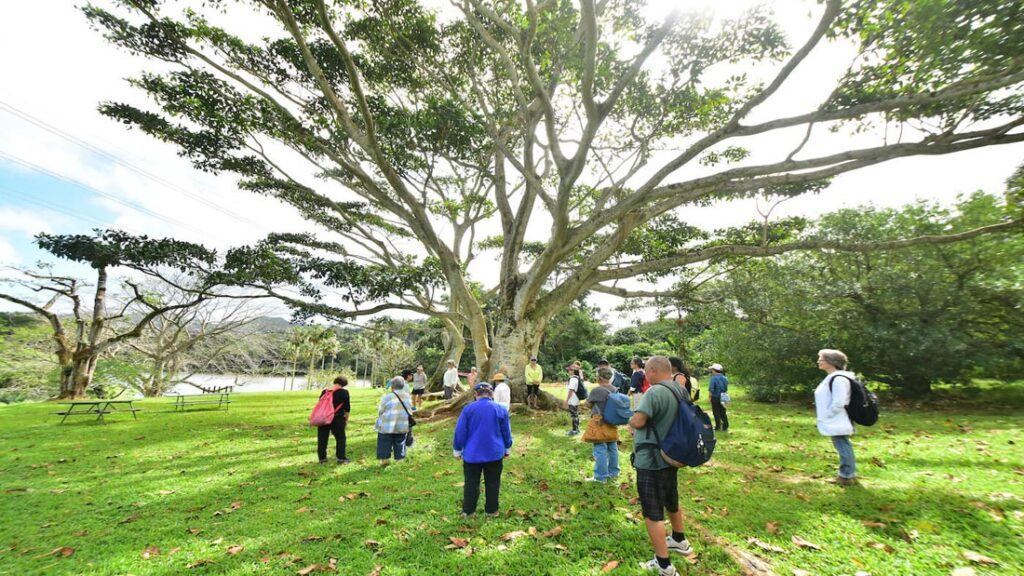 Phyllis Look Interviewed on Forest Bathing Hawai lsquo i rsquo s 300th Walk 0 - Association of Nature & Forest Therapy
