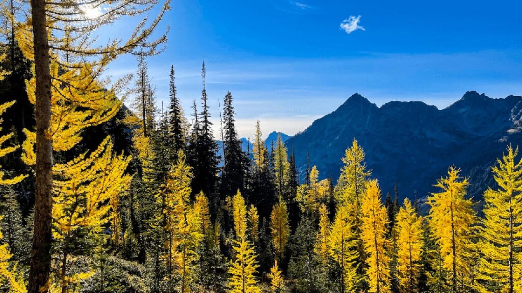 Healing Trauma Stress and Burnout through Forest Bathing 0 - Association of Nature & Forest Therapy