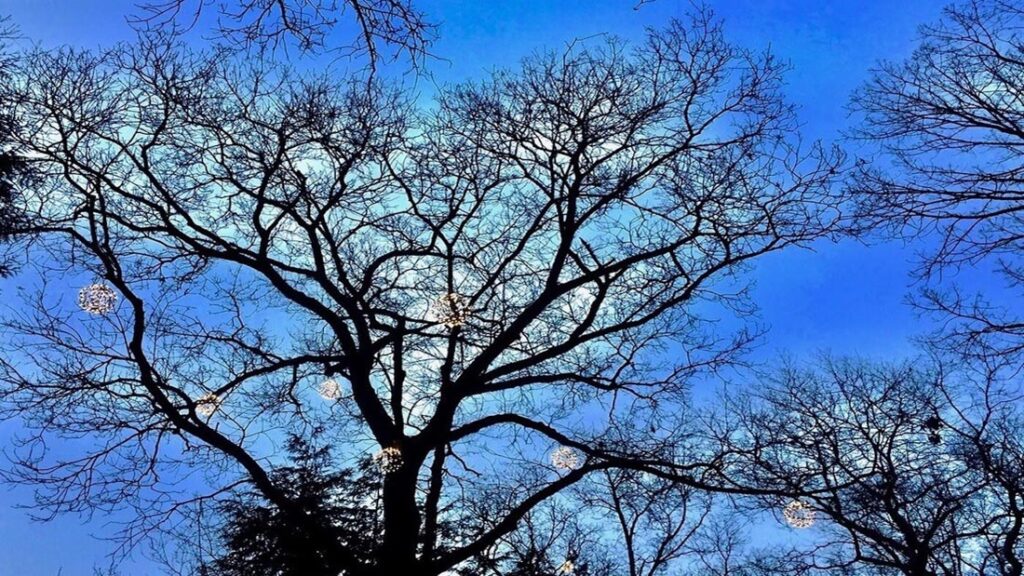 January Reunion - Association of Nature & Forest Therapy