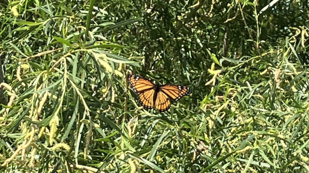 My Spirit Flies 1 - Association of Nature & Forest Therapy