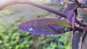 January Reunion - A Poem on our Relationship with Nature - Association of Nature & Forest Therapy