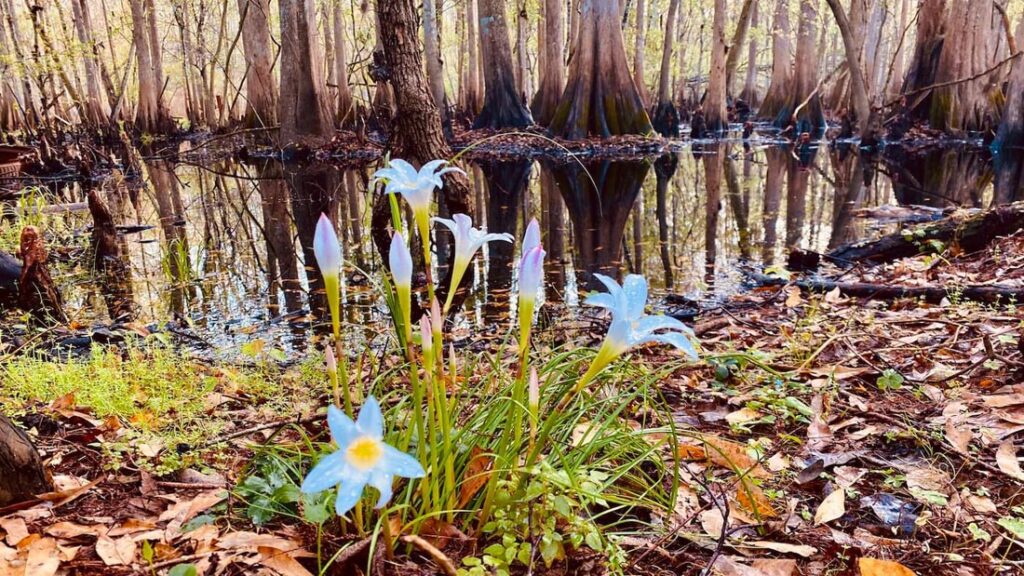 Journey with Mental Health How Nature Became my Therapist - Association of Nature & Forest Therapy