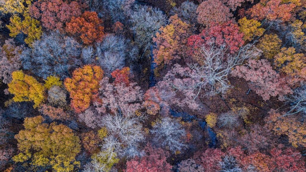 My fractal life 0 - Association of Nature & Forest Therapy
