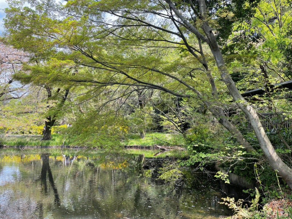 Waters photo by Stana Luxford Oddie - Association of Nature & Forest Therapy