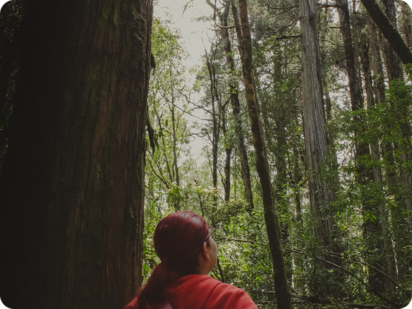 ImageWithFallback (15) - Association of Nature & Forest Therapy