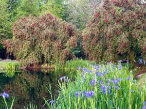 Anita Webster - Association of Nature & Forest Therapy