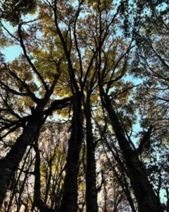 Raúl Palma - Association of Nature & Forest Therapy