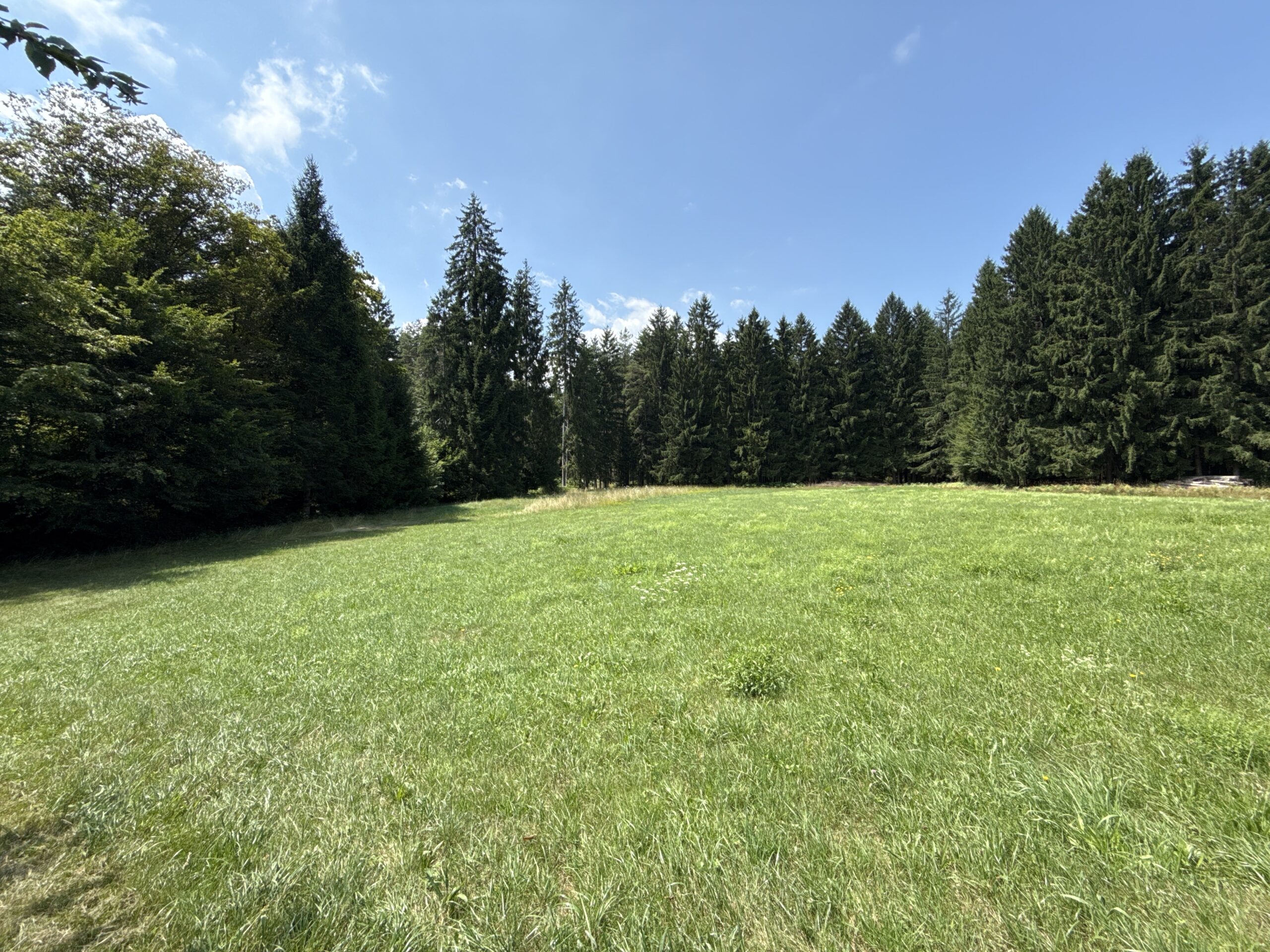 A sunlit meadow surrounded by evergreen forest
