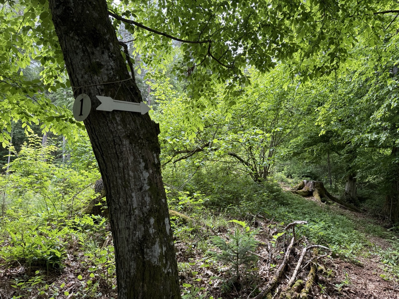 2 ForestRetreatTrail Path to Spot 1 - Association of Nature & Forest Therapy