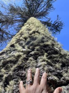 Rocio Rodriguez - Association of Nature & Forest Therapy