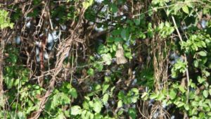Rocio Rodriguez - Association of Nature & Forest Therapy