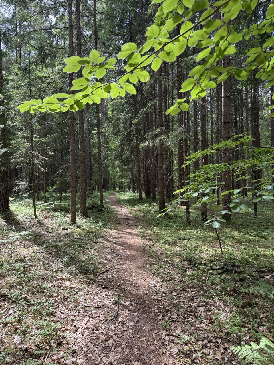 4 ForestRetreatTrail Path to Spot 4 - Association of Nature & Forest Therapy