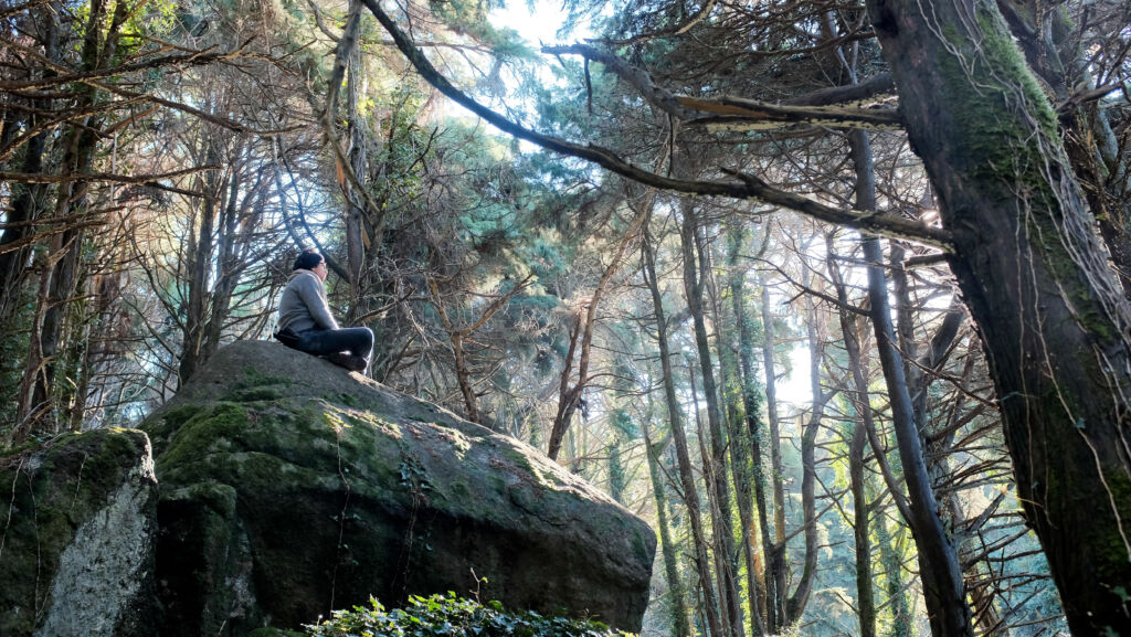 4 academies - Association of Nature & Forest Therapy