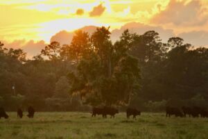 Anita Webster - Association of Nature & Forest Therapy