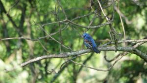 Rocio Rodriguez - Association of Nature & Forest Therapy