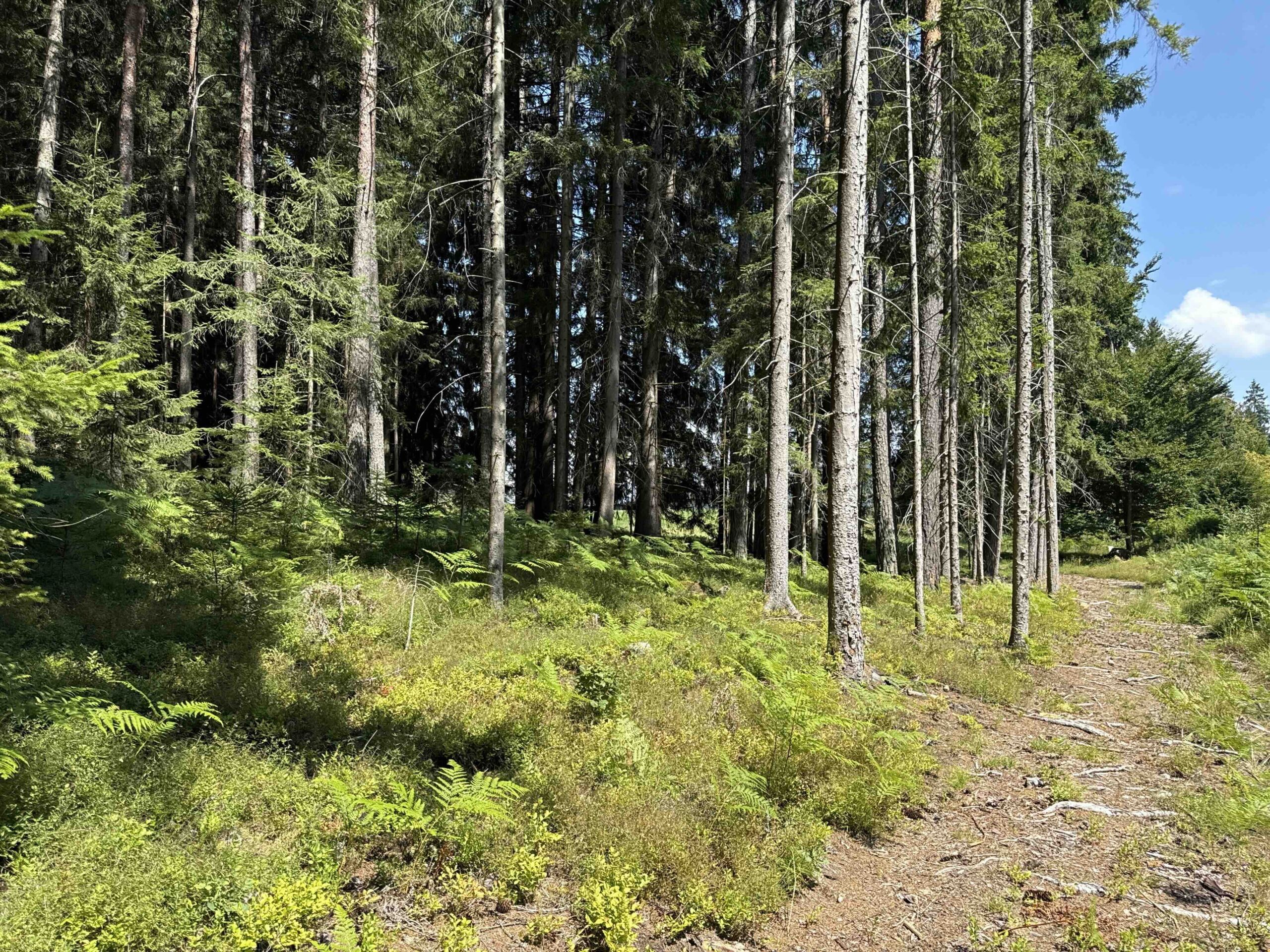 5 ForestRetreatTrail Forest - Association of Nature & Forest Therapy