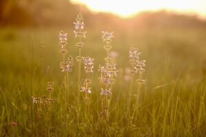 Anita Webster - Association of Nature & Forest Therapy