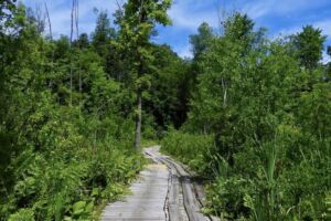 Wellspring Writing Workshops, LLC/Julie Mariouw - Association of Nature & Forest Therapy