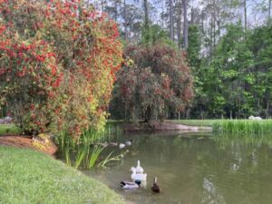 Anita Webster - Association of Nature & Forest Therapy