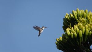 Rocio Rodriguez - Association of Nature & Forest Therapy