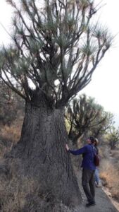 Rocio Rodriguez - Association of Nature & Forest Therapy