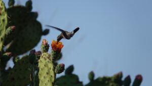 Rocio Rodriguez - Association of Nature & Forest Therapy