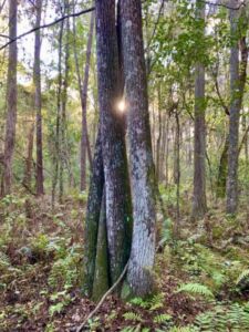 Anita Webster - Association of Nature & Forest Therapy
