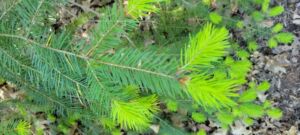 Danielle Smith - Association of Nature & Forest Therapy