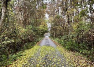 Anita Webster - Association of Nature & Forest Therapy