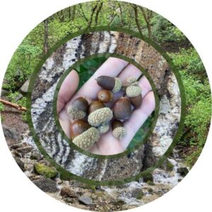 Anna Lindquist - Association of Nature & Forest Therapy