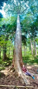 At the base of the grandmother tree - Association of Nature & Forest Therapy
