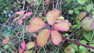 Binning Wood Bramble Leaves - Association of Nature & Forest Therapy