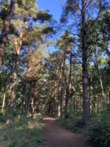 Binning Wood light on the path pines - Association of Nature & Forest Therapy
