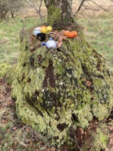 Birch stump Online tea LoRez - Association of Nature & Forest Therapy