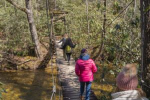 Bridge web - Association of Nature & Forest Therapy