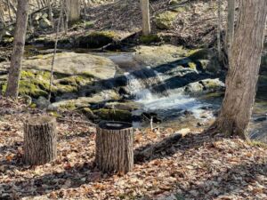Sarah Pickard - Association of Nature & Forest Therapy