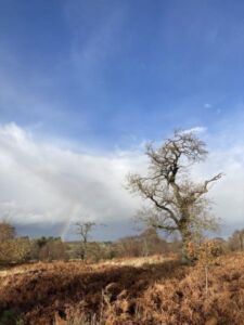 Calder Oak figure with rainbow LoRez - Association of Nature & Forest Therapy