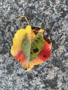 Camino autumn leaf multi coloured LoRez - Association of Nature & Forest Therapy