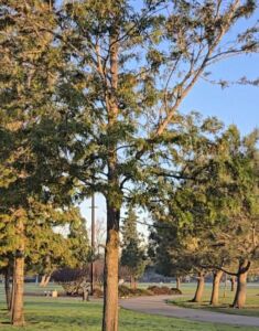 Central Park tree on trail - Association of Nature & Forest Therapy