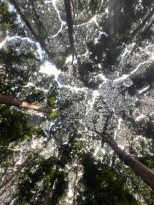 Yenn Ang - Association of Nature & Forest Therapy