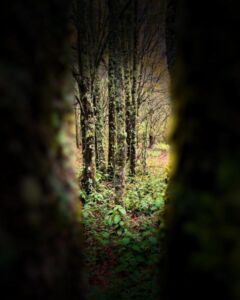 Raúl Palma - Association of Nature & Forest Therapy