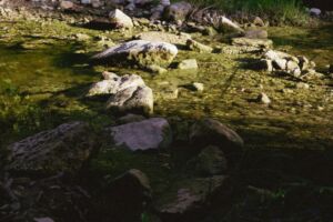Forest Floor Wellness - Association of Nature & Forest Therapy