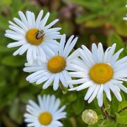 Daisy 250x250 - Association of Nature & Forest Therapy